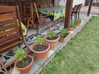 Sadenie kvetov a byliniek